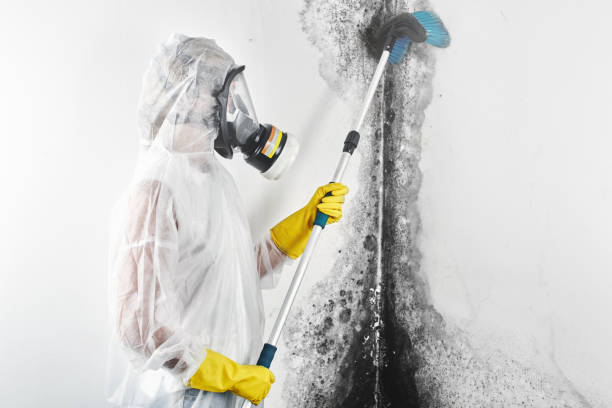 Best Real Estate Mold Inspection  in Paoli, IN