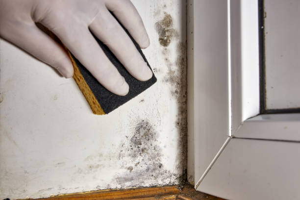 Best Biohazard Mold Removal  in Paoli, IN